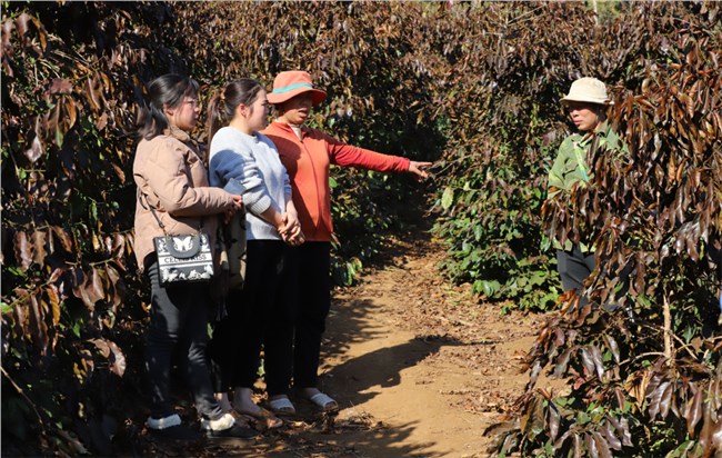 Sương muối, băng giá gây thiệt hại năng suất cà phê tại Sơn La (14/1/2025)